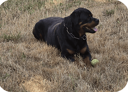 Bilan comportemental chien